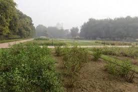 Committee to focus on biodiversity conservation. Herbal Garden Rashtrapati Bhavan