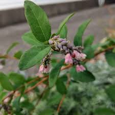 Image result for Dierama parviflorum