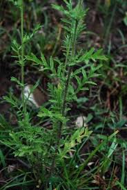 Image result for Eschenbachia gouanii