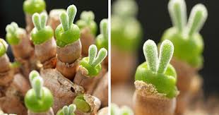 Japanese Are Going Crazy About These Bunny Succulents Succulents Plants Planting Succulents
