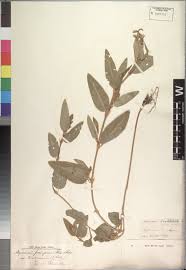 Image result for Indigastrum parviflorum