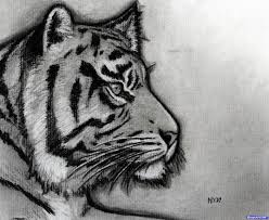 How to draw tiger faces. Cool Face Cool Tiger Drawing Easy Novocom Top