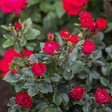 Find images of knockout roses. Petite Knock Out Rose Tree Form Naturehills Com