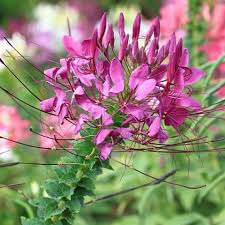 Image result for Cleome spinosa