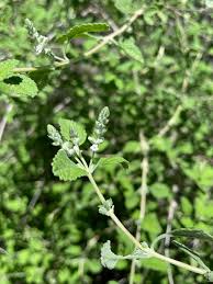 Image result for Aloysia