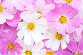 Photo About Floral Background Of Light Pink And White Cosmos Flowers Flat Lay Image Of Blooming Flowers Bright Floral Background Cosmos Flowers White Cosmo