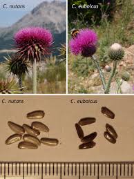 Image result for Carduus