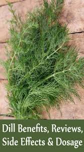 Dill seeds should be sown directly into the garden (dill puts down a taproot, so like carrots, it doesn't transplant well) after the threat of frost has passed in the spring. Pin On Dill