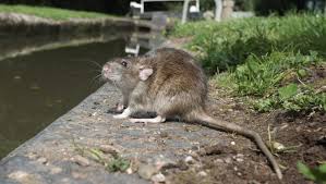 The killers is your best choice for pest control in salem, or and the surrounding areas. Fall Rains Drive Sewer Rats Into Portland Toilets