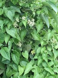 Image result for Mikania