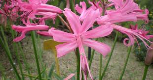 We pick most flowers in bud form. Nerine Lily Blooming Growing And Care For Spider Lilies