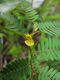 Image result for Chamaecrista polytricha
