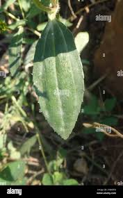 Image result for Flaveria bidentis