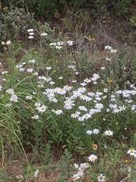 Tiburon (/ ˈ t ɪ b ə r ɒ n /; Wild Flowers Picture Of Pillar Point Harbor Half Moon Bay Tripadvisor