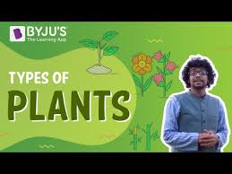 Flowers that grow on trees class 4. Types Of Plants Herbs Shrubs Trees Climbers And Creepers
