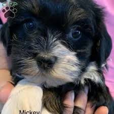 Looking for havanese puppies for sale in pennsylvania? Havanese Puppies For Sale Greenfield Puppies Havanese Puppies For Sale Havanese Puppies Havanese