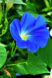 Sign In Morning Glory Flowers Beautiful Flowers Blue Morning Glory
