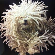 Oh No Looks Incredibly Painful For The Dog Dogs With Dreds Komondor Dog Dog Search Puli Dog Breed