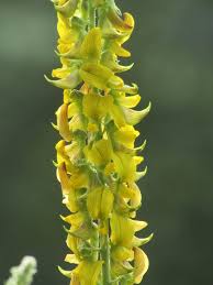 Image result for Crotalaria torrei