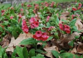 4.2 out of 5 stars. A Plant I D Order Pulmonaria Rubra A Way To Garden
