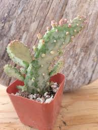 Image result for Opuntia monacantha