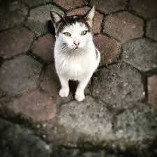 Bu Kizimiz Her Gun Calistigim Yerde Ki Bir Dukkanin Caminda Kendine Bakip Miyavlar Ilginc Bir Kedicik Catsofinstagram Cat Cats Catsofskyrim In 2020 Cats Animals