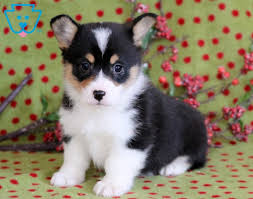 Looking for a corgi puppy or dog in ohio? Lexi Pembroke Welsh Corgi Puppy For Sale Keystone Puppies Welsh Corgi Puppies Corgi Puppy Pembroke Welsh Corgi Puppies