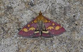 Image result for Pyrausta ostrinalis