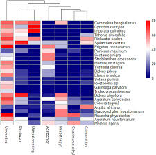 Image result for Bidens oligoflora