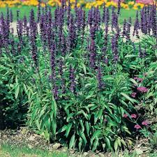 Image result for Salvia farinacea