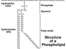 Hydrophilic - Definition And Examples - Biology Online Dictionary