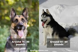 As the german shepherds and the siberian huskies are two of different sizes, the gerberian shepsky too varies in sizes. The Essential Guide To The Gerberian Shepsky German Shepherd X Husky Mix Shepherd Sense