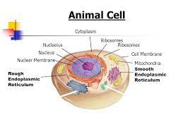 Maybe you would like to learn more about one of these? Cell Structures Functions And Transport Ppt Download