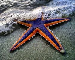 Royal Starfish Astropecten Articulatus Animals Wild Amazing Nature Photos Animals