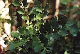 Image result for Phyllocladus