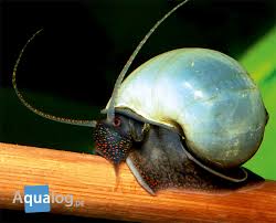 Mystery snails do grow fairly quickly in the right conditions.usa onl. Profile Freshwater Mussels Snails Aqualog De