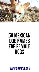 It's no wonder bella is such a popular spanish dog name—it's simple and short, and its meaning applies to all dogs: Cute Spanish Names For Puppies Hno At