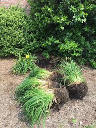 Modern industrial cinderblock planter bed. Dividing Daylilies How To Expand Your Garden For Free Sand And Sisal