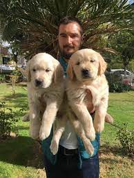 1 kedi 1 kopek sahiplenme ilanlari golden retriever yavrulari golden retriever kopek