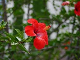 Warum Der Hibiskus Gelbe Blatter Bekommt Ursache Pflege Wintertipps Mediterrane Pflanzen Hibiskus Pflanzen