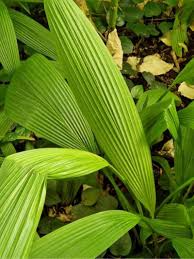 Image result for Curculigo