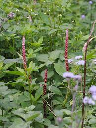 Image result for Phytolaccaceae