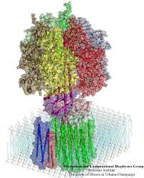 Atpase participates in the primary active transport of molecules, but atp synthase undergoes oxidative phosphorylation. Energy Conversion In F Sub 0 Sub Atpase