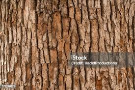 Image result for tree bark