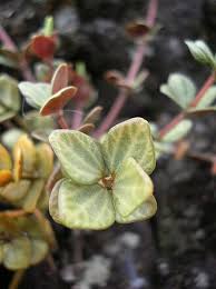 Image result for Peperomia fernandopoiana