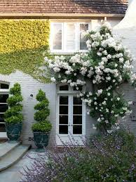 Les Plantes Grimpantes Les Plus Belles Pour Jardin Et Balcon Beaux Jardins Jardins Plante Grimpante