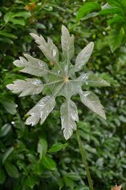 Image result for Trevesia