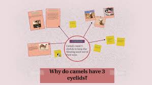 Where does a camel )camels have many adaptations that allow them to live successfully in desert conditions. Why Do Camels Have 3 Eyelids By Ashton Smith
