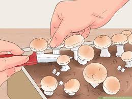 how to grow white on mushrooms 13