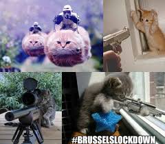 Hadapi Teroris Warga Belgia Malah Bikin Meme Kucing Lucu